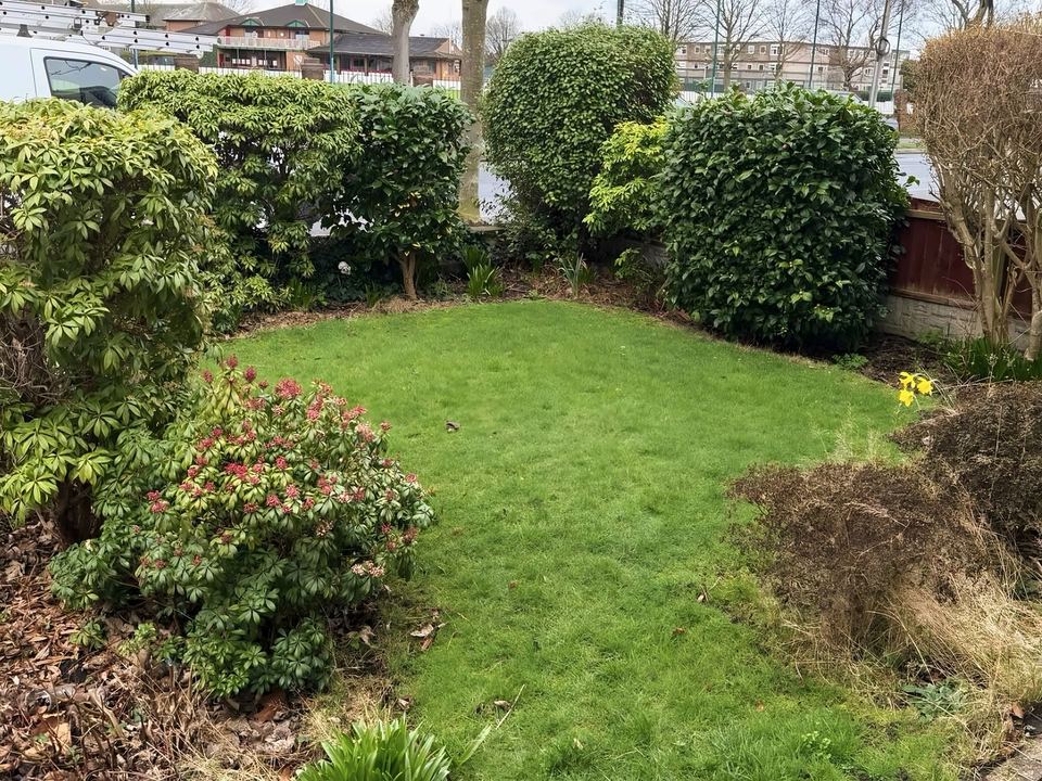 Before: Front garden lawn edged by overgrown borders covered in leaf litter and dead growth