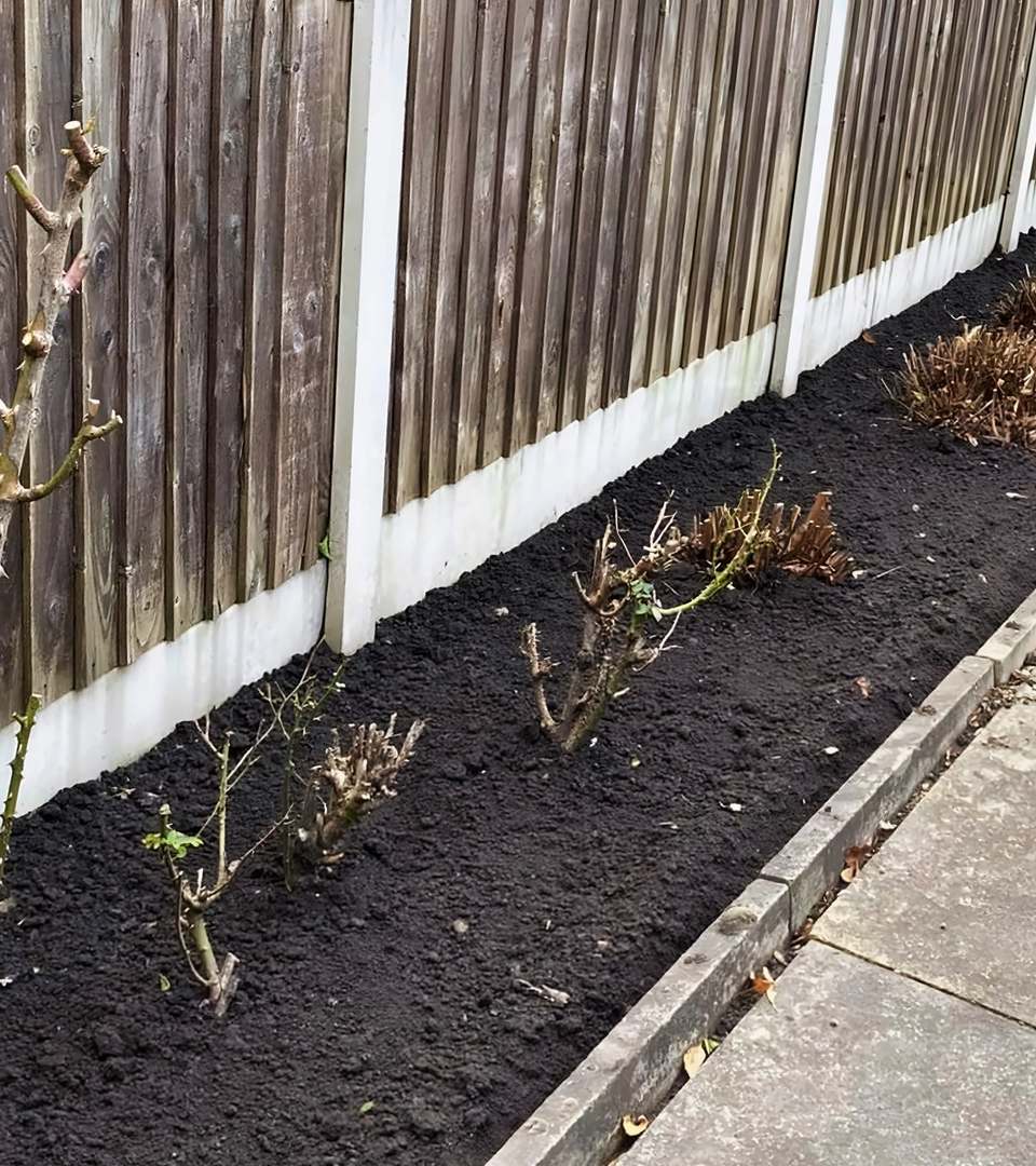 Fence border cleared to bare soil, with the remaining plants cut back