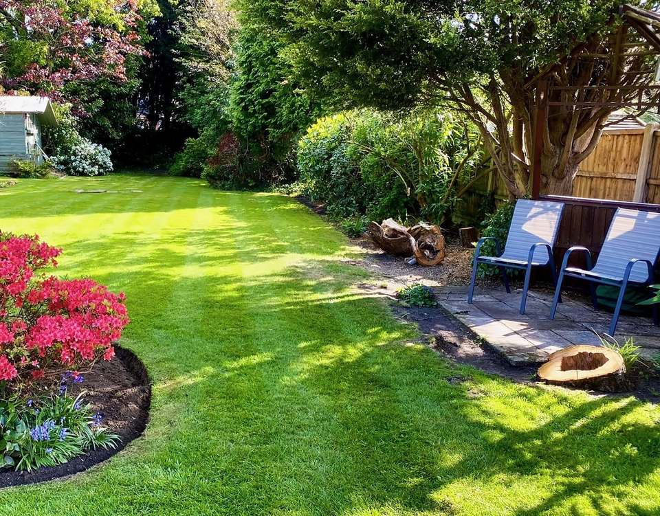 Back garden with a striped lawn, a red azalea in an edged bed and a paved seating area